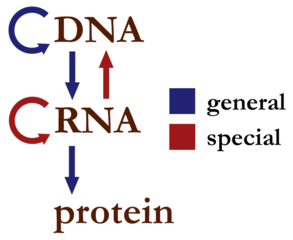 central dogma graph